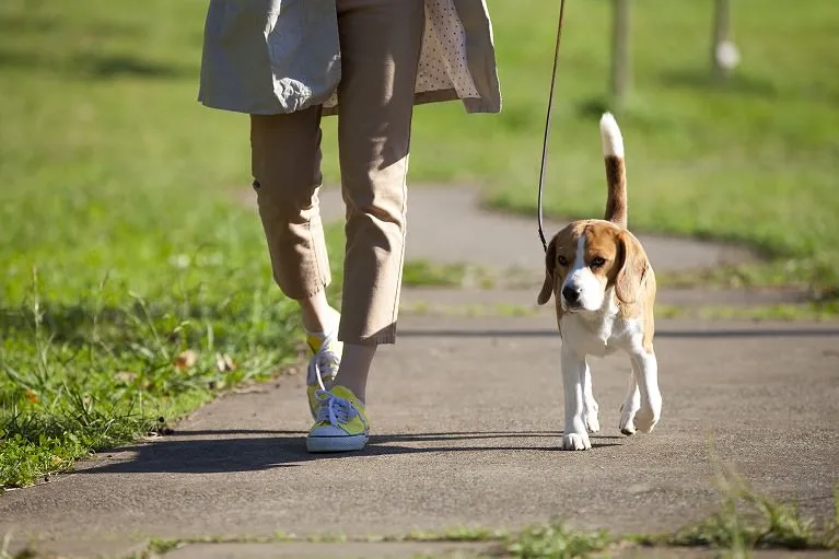 狂犬病ワクチン