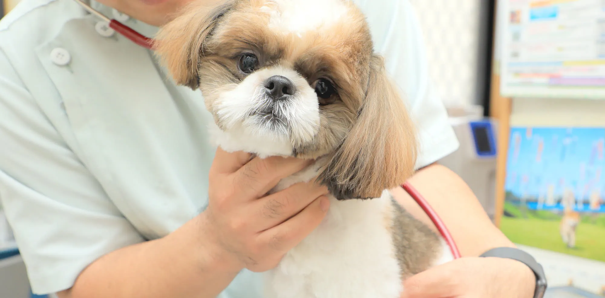 犬と猫と幸せな暮らしを一緒に