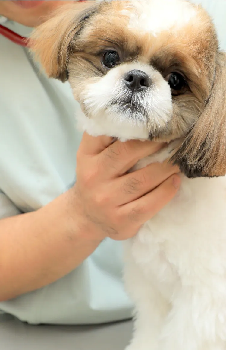 犬と猫と幸せな暮らしを一緒に