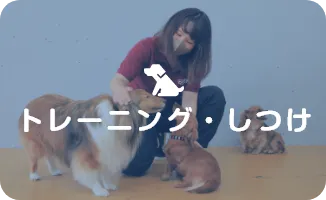 トレーニング・しつけ